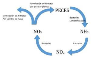 El ciclo del nitrógeno y las bacterias nitrificantes en nuestros acuarios -  DIscusland SL
